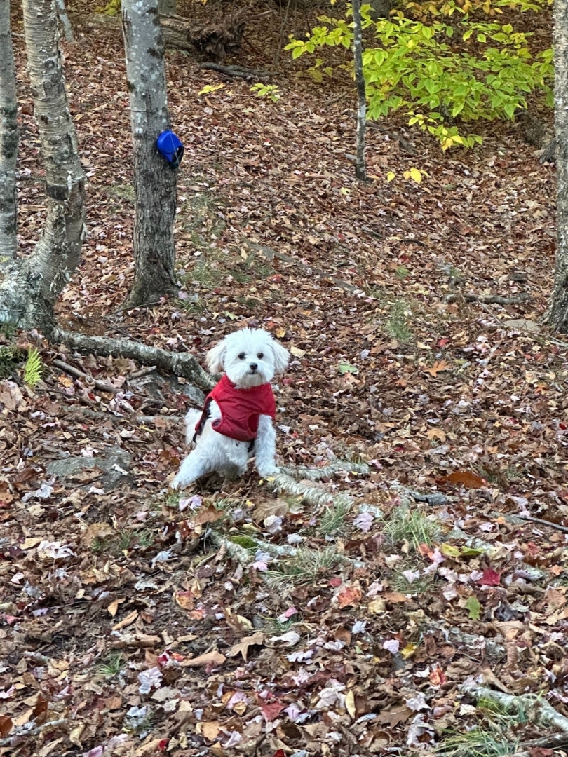 A picture of a white puppy
