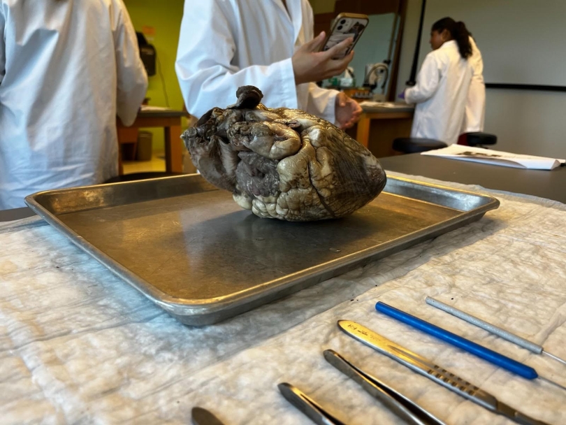 An image of a heart on a dissecting tray