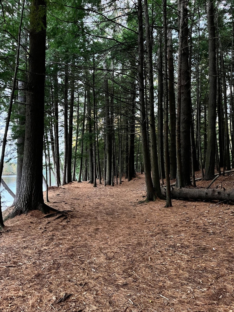 A dirt trail covered by pine needles in Pine Park, surrounded by many pine trees. The Connecticut River is visible on the left side of the trail, and more woods are visible to the right.