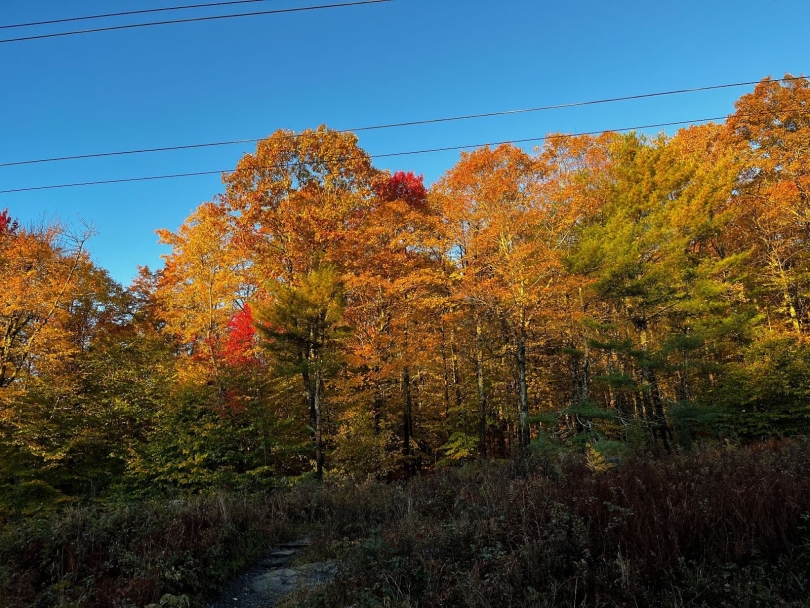 A view of foliage near Hanover