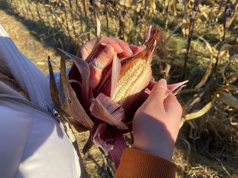 Photo of corn picking!