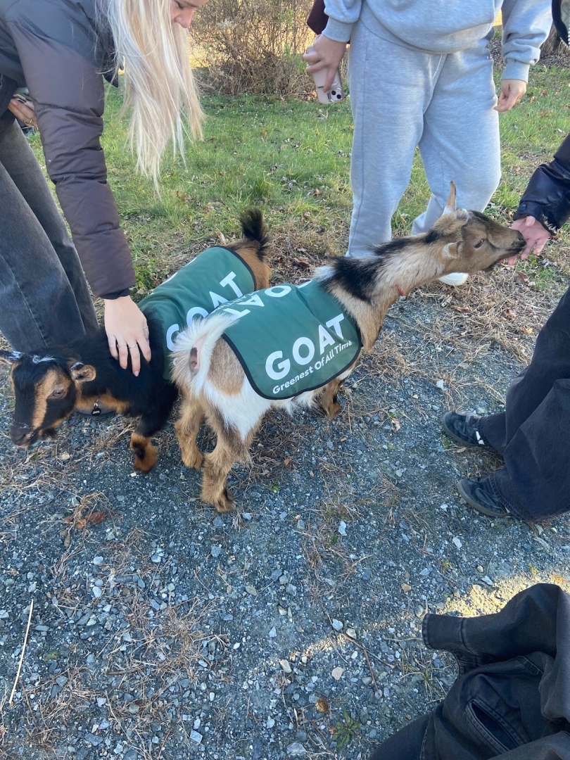 Photo of goats!
