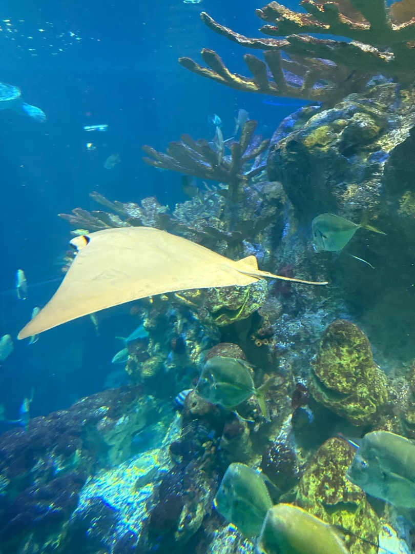 An aquarium filled with coral and small fish. In the centre of the image is a large stingray.
