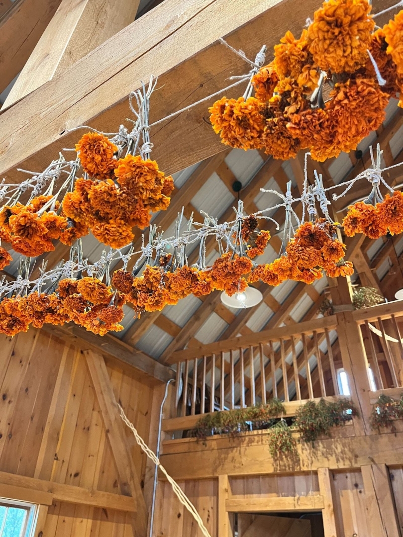 Bright orange flowers hanging upside down in bunches from a wooden ceiling