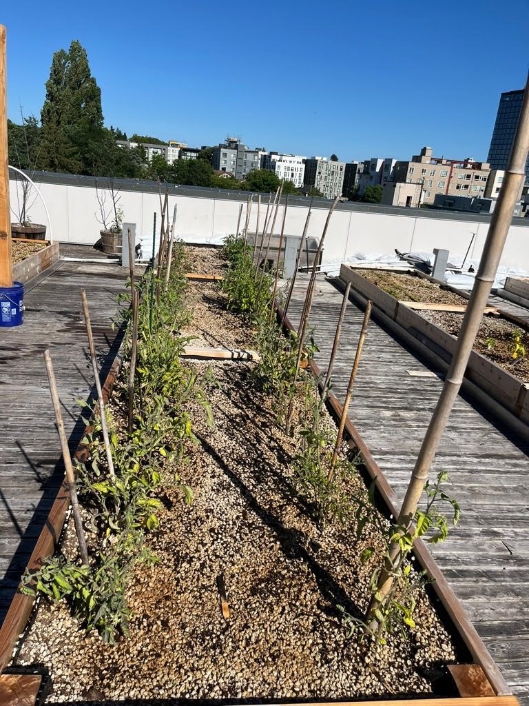 A raised flower bed on a roof holds gravel and sprouting tomatoes.