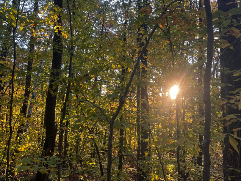 An image of the sun peeking through tree leaves.