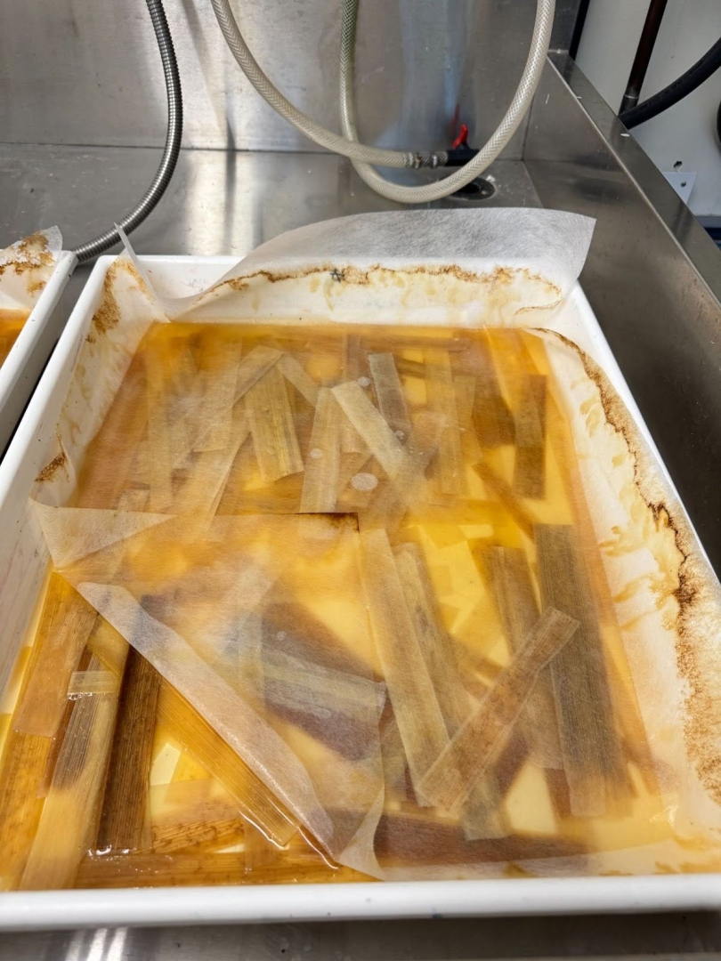 Strips of papyrus soaking in dirty yellow water within a white plastic tub