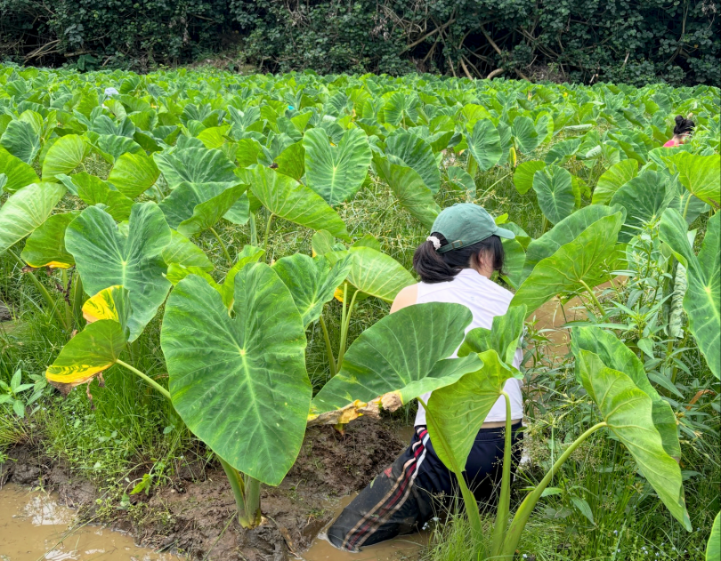 Olivia working in a wetland taro farm