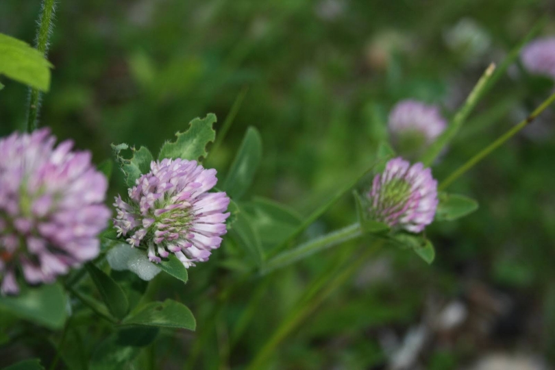 This photo focuses on the small purple and white flowers of a green clover plant. One flower towards the left has a clear point of focus and the green background is naturally blurred.