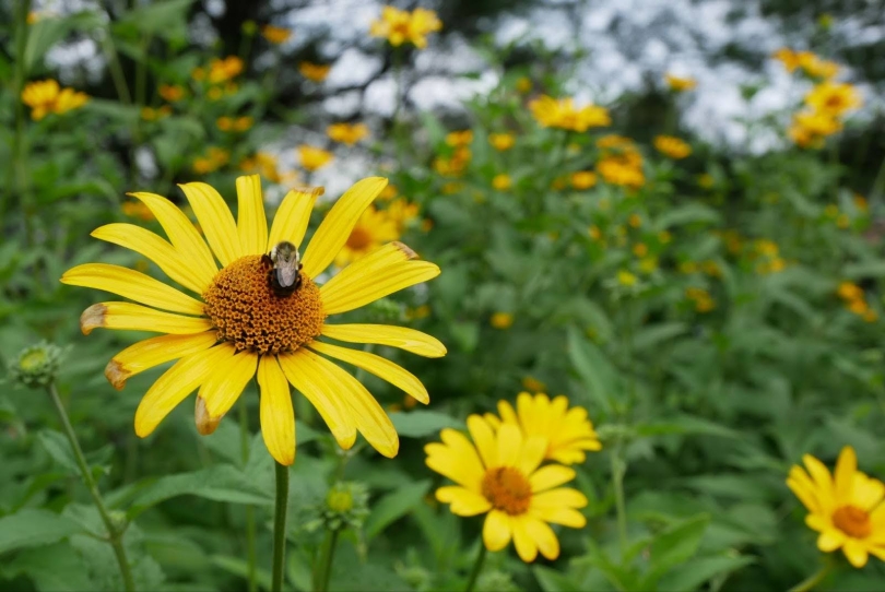 A bee on a yellow flower