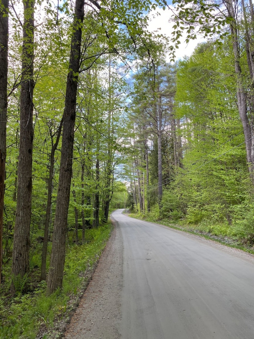 A portrait image of a dirt road winding through a green forest on a sunny day. 