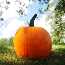 Pumpkin-Picking