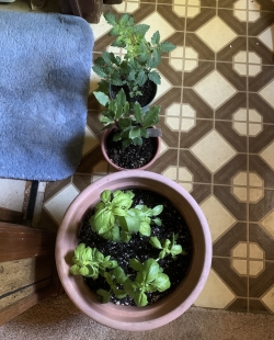 blog_1000 × 1239_basil
