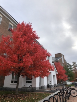 Trees in fall near McLaughlin