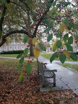 A Lone Bench