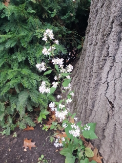 White flowers by a tree