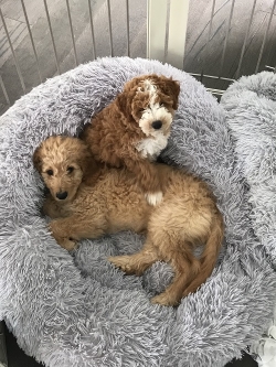Both! Both dogs