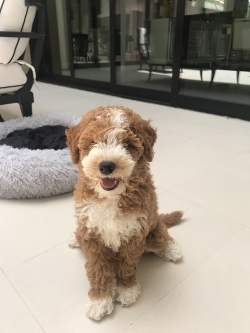 Didi! Didi the Puppy