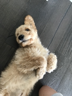 Louis! Louis the Puppy