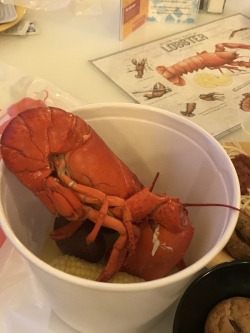 FOCO Lobster