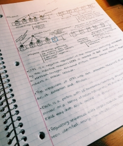 A picture of my notes on plant hormone signaling.