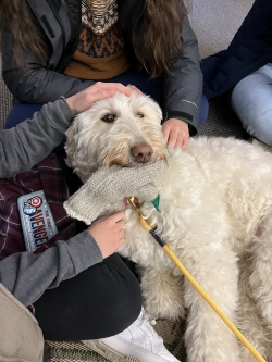 Rosie the Goldendoodle