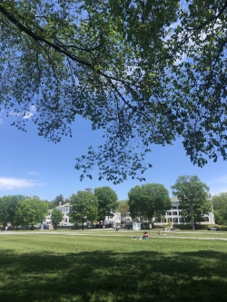 the green