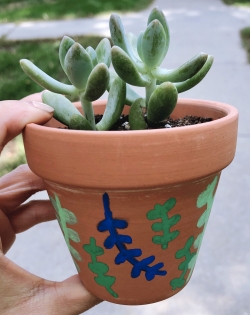 succulent plant for dorm