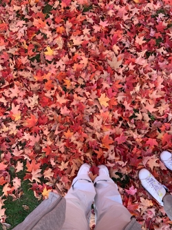 Red leaves