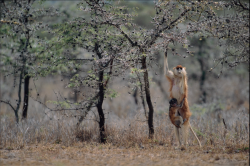 Patas Monkey or the Lorax?