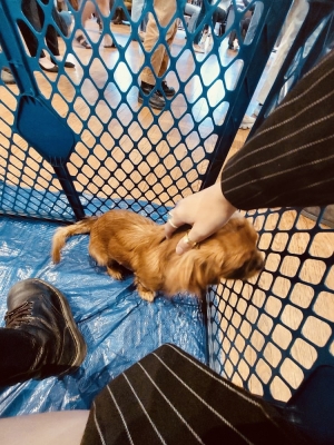 petting a puppy petting a small, golden puppy