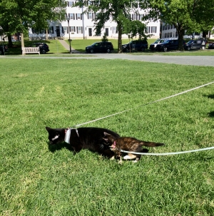 Cats on the Green Cats on the Green