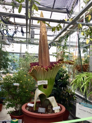 Corpse Flower at the Dartmouth Greenhouse