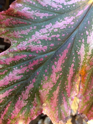 Shiny leaf at greenhouse