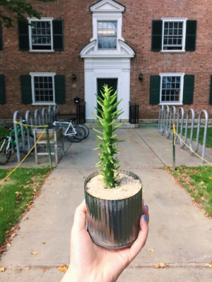 Isabel's houseplant in front of Woodward Isabel's houseplant in front of Woodward