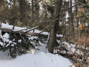 Hiking in the snow