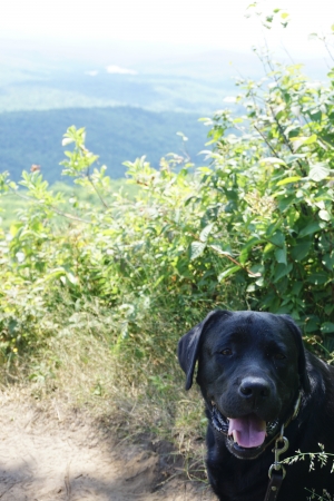 Dog at Holts Ledge Dog at Holts Ledge