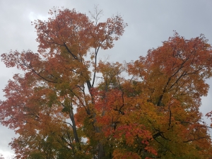 Orange Tree