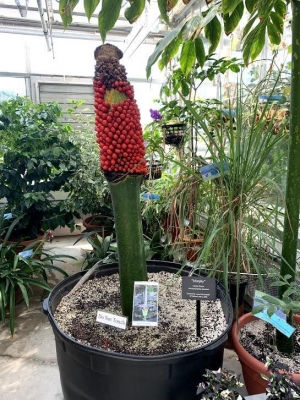 The corpse flower aka "Morphy"