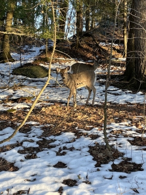 a picture of two young deer in College Park