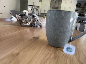 a picture of Kalina's cat Lani, lying on the table by Kalina's tea mug
