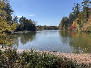 a picture of Occom Pond in the fall with fallen leaves in the water.