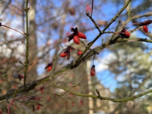 a picture of red berries on a bush with other branches and the blue sky in the background
