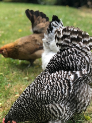 Chickens