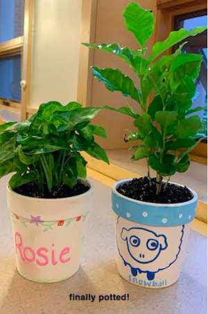 My plant Snowball (on the right) and Abigail's plant Rosie (on the left)