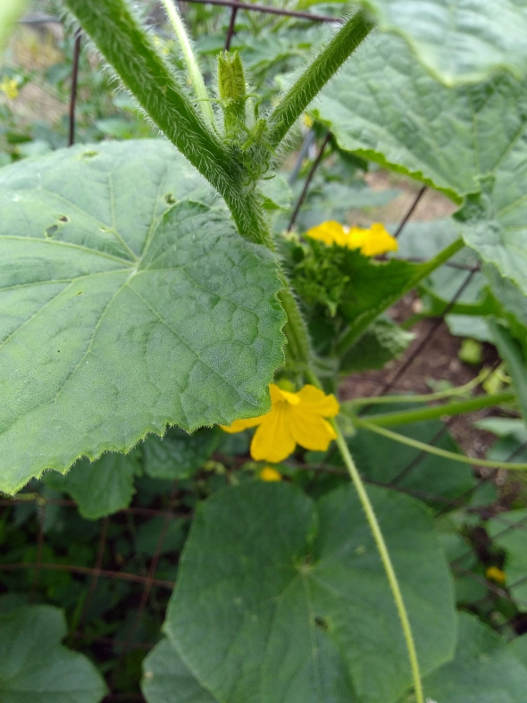 Cucumber plant flowering (they are yellow) and the vines are green