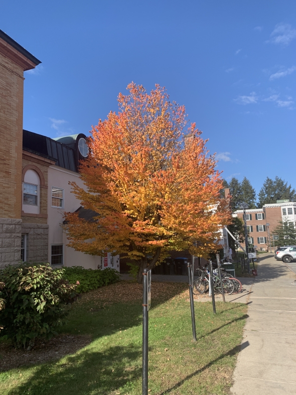 Other colorful tree!