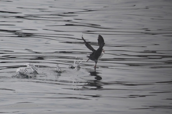 a picture of a puffin caught mid-flight