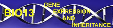 A blue background with a white strand of DNA across it. There is yellow text that reads "Bio 13: Gene Expression and Inheritance. 