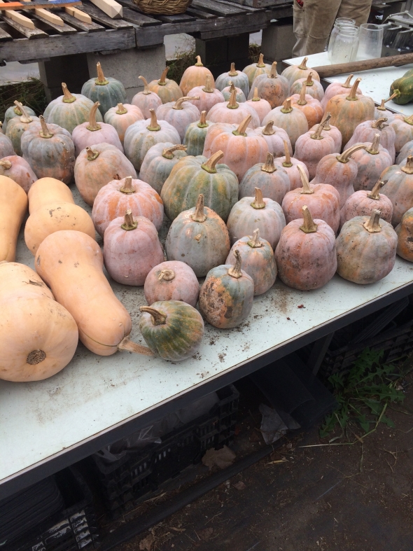 Squash Squash